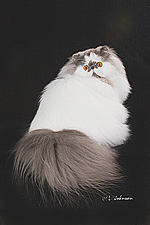 14_Purrmunn Aelle of Aeden